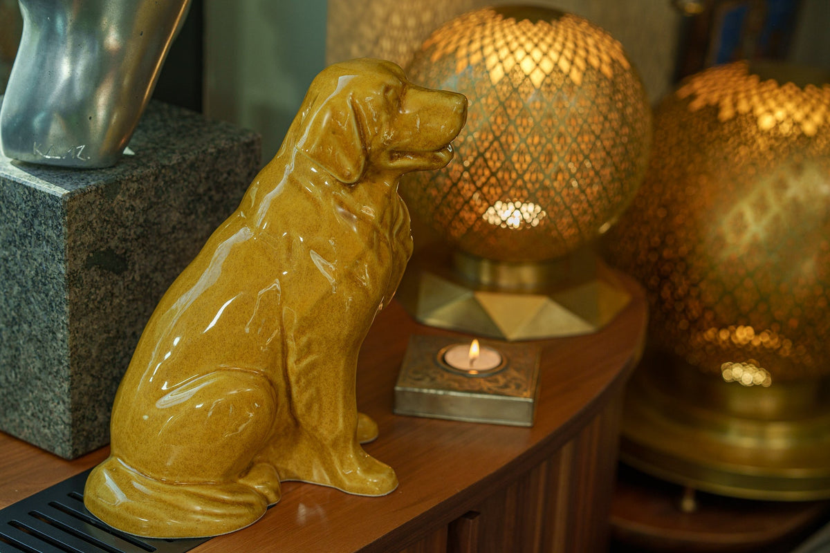 What a Pet Teaches Us About Impermanence