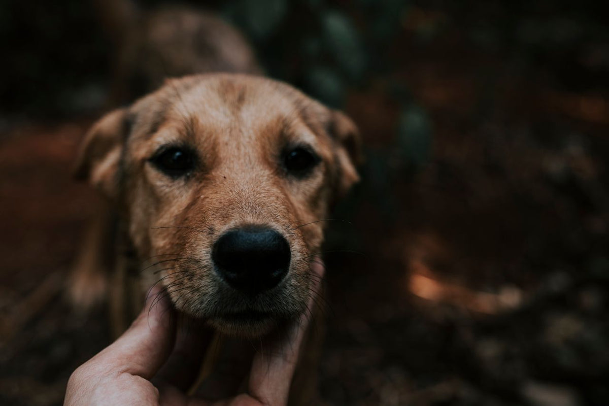 Can You Inherit a Pet’s Memory?