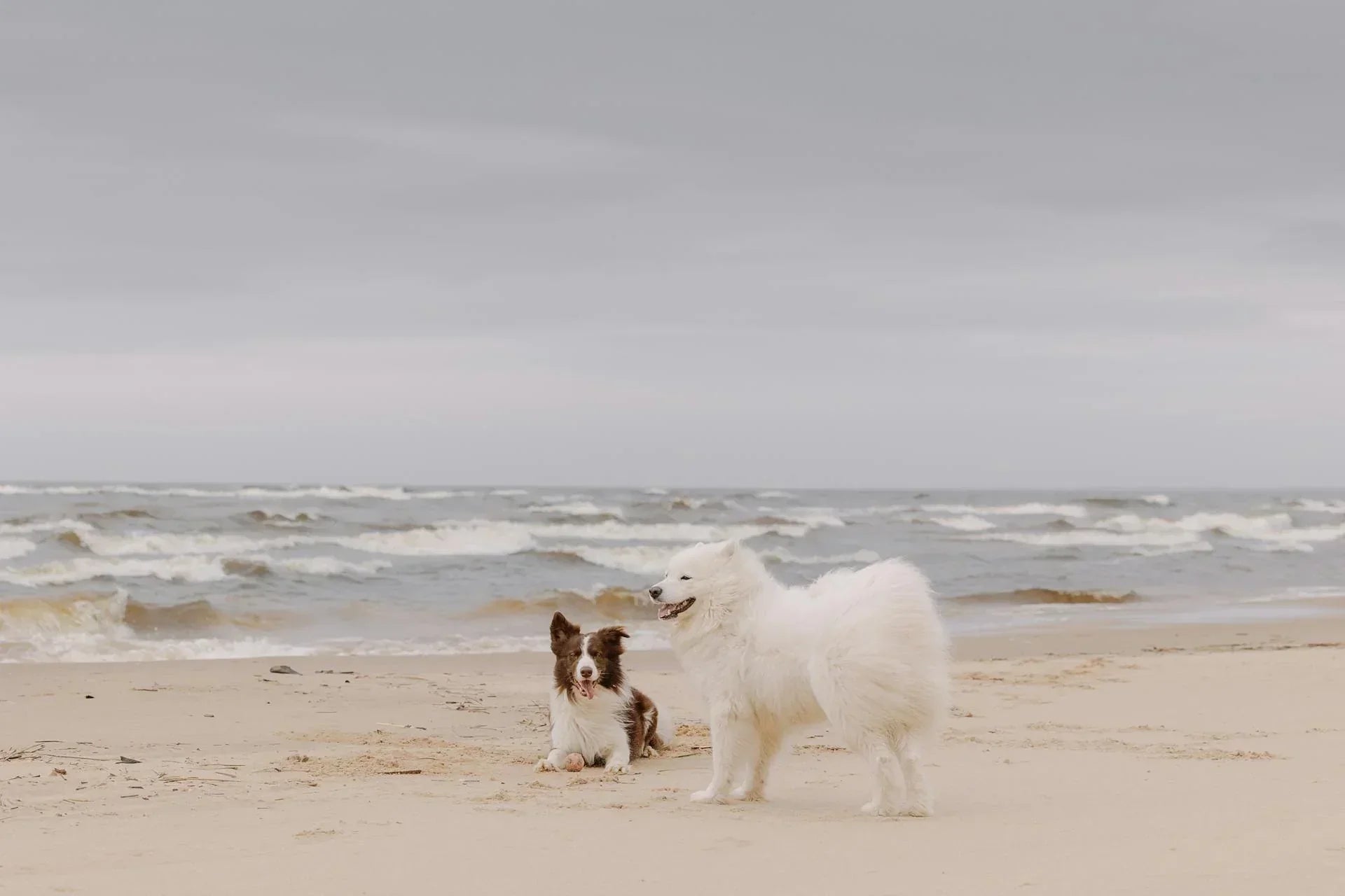 Forever By Your Side: How Pet Urns Help Preserve Cherished Memories