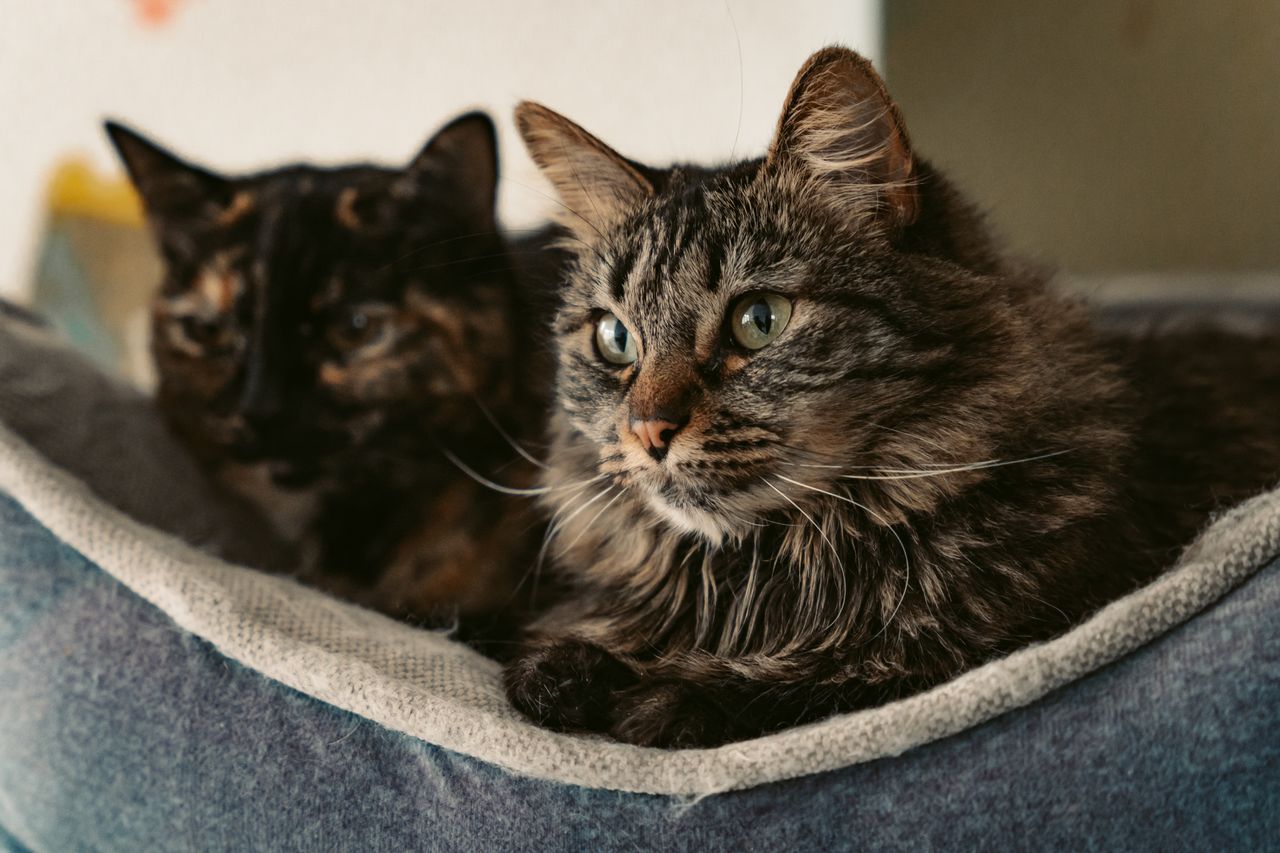 What Happens to a Pet’s Microchip After Cremation?
