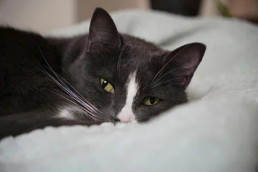 Top Trends in Pet Urns: Eco-Friendly and Biodegradable Options