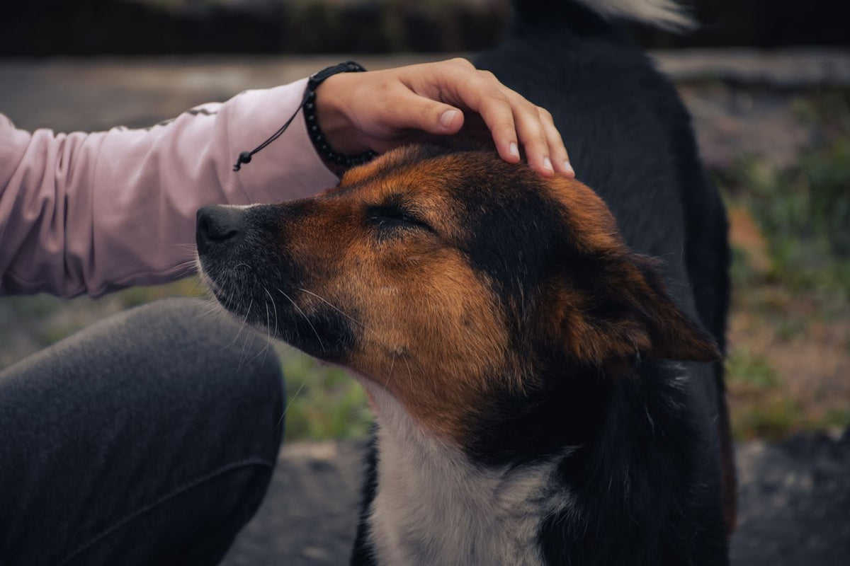 The Pet as a Witness to a Human Life