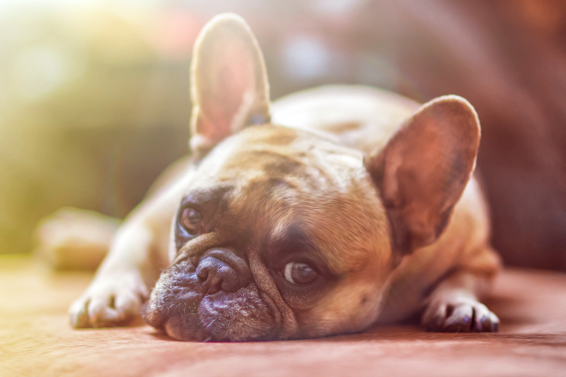 The Rising Popularity of Pet Cremation - Blog Article by Pulvis Art Urns