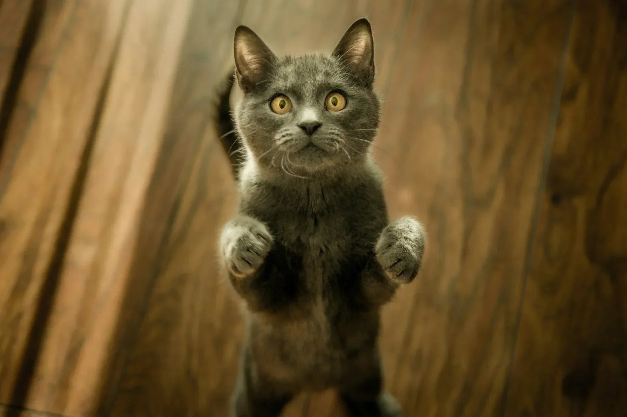 15 Things To Do with the Cremated Ashes of Your Pet